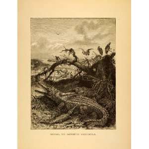  1885 Lithograph Gavial Gangetic Crocodile Birds Gavialidae 