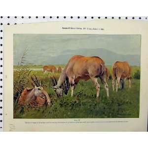  1926 Eland Kudu Wild Animals Country Natural History