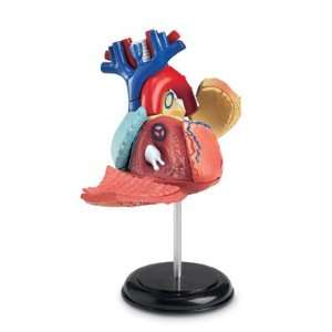  Heart 4D Anatomy Model Toys & Games