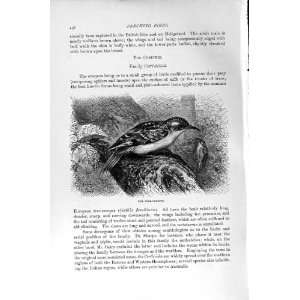    NATURAL HISTORY 1894 95 TREE CREEPER PERCHING BIRDS