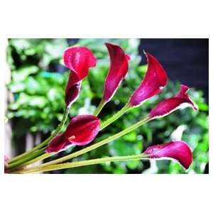 Mini Calla Lilies Burgundy Red 60 Flowers:  Grocery 