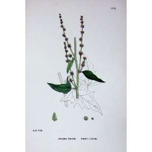   Sowerby Plants C1902 SmithS Orache Atriplex Smithii