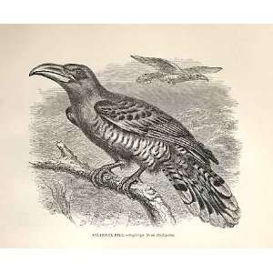 Channel Bill 1862 WoodS Natural History Birds:  Home 