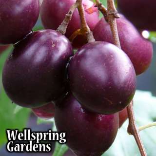 Grape Vine Plant Southern Home Muscadine hybrid Live  
