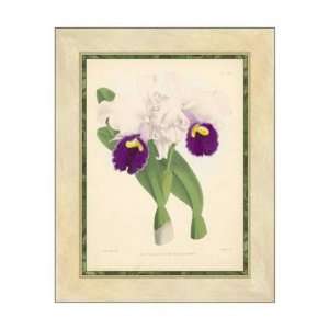  Walter Fitch   Orchid I GICLEE Canvas: Home & Kitchen