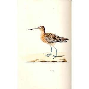  Brown Snipe Meyer H/C Birds 1842 50