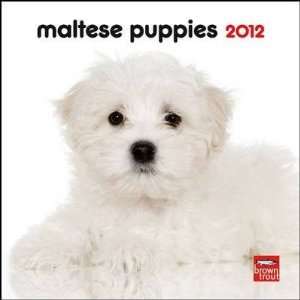  Maltese Puppies 2012 Small Wall Calendar: Office Products