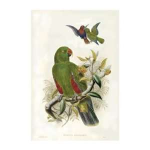  Gould Parrots I by John Gould 18x24
