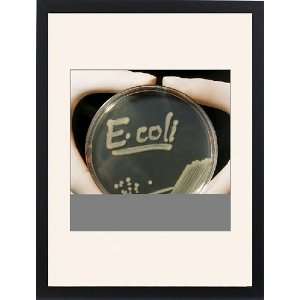 Petri dish culture of E.coli bacteria Framed Prints:  Home 