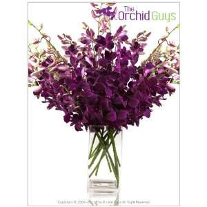  Deep Purple Dendrobium Orchids 20 Stems Patio, Lawn 