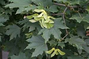 Norway maple, Acer platanoides, Fall Colors Tree Seeds  