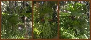  fern an outstanding fern genus platycerium superbum the 3 images 