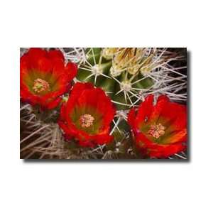  Claretcup Hedgehog Cactus Grand Canyon Arizona Giclee 