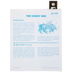   235 Microslide Honey Bee Lesson Plan Set: Industrial & Scientific