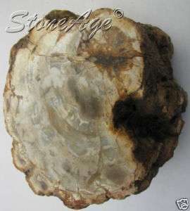 PETRIFIED FOSSIL WOOD Natural Stone Ancient TREE  