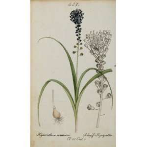   Hyacinth Botanical Print   Hand Colored Lithograph: Home & Kitchen