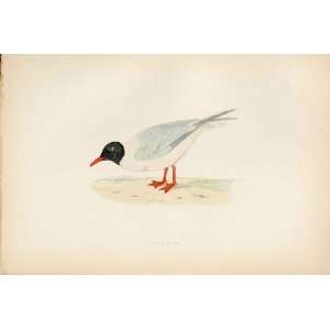   Hand Coloured Birds Little Gull Antique Print Hand Colored Birds Home