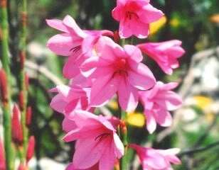 Watsonia is a genus of plants in the iris family, subfamily Crocoideae 