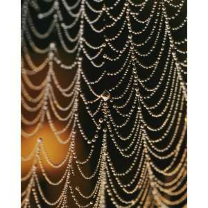 National Geographic, Orb Weaver Spider Web, 8 x 10 Poster Print 
