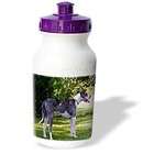 3dRose LLC Dogs Great Dane   Blue Merle   Water Bottles