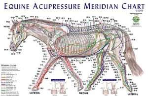 Equine Acupressure Meridian Chart  