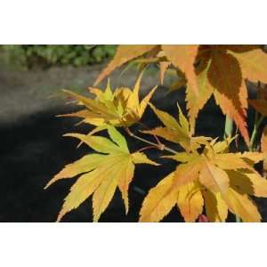    Acer Palmatum Ijima   Japanese Maple Tree: Patio, Lawn & Garden