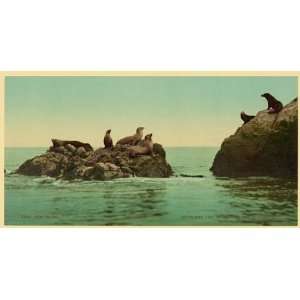   Seal Rocks,marine life,animals,San Francisco,CA,c1901: Home & Kitchen