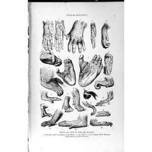   NATURAL HISTORY 1893 94 HAND FEETS APES MONKEYS BABOON: Home & Kitchen