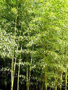 LIVE Cold Hardy Phyllostachys FLEXUOSA Bamboo Plant 5G  