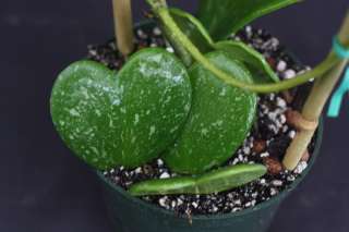   Silver Splash RARE tropical plant Heart shaped leaves unusual USA