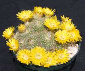 Parodia aureispina rare succulent plant cacti cactus 4  