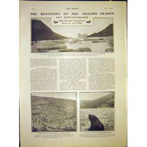   Sealing Newfoundland Seal Hunt Alaskan Sea Lion 1903