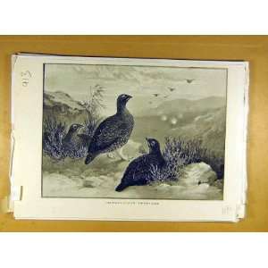  1890 Twelfth August Partridge Game Bird Old Print