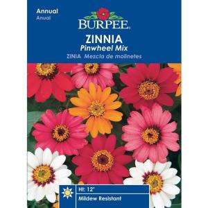 Burpee Zinnia Pinwheel Mix Seed 36775  