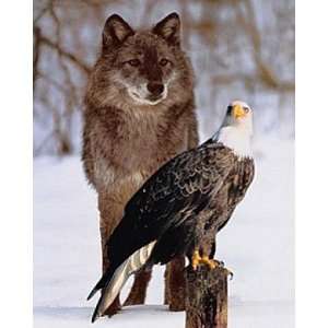 Poster 40x50 Wolf und Weißkopseeadler   Adler Seeadler Schnee Foto 