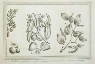 1750   Südfrüchte Früchte Baum Obst Kupferstich print  
