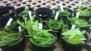 Various Epiphyllum Cuttings for Sale  
