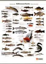 suesswasserfische poster von christian teubner preis eur 14 90 