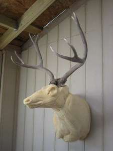 27 wide 4x4 Mule Deer Antlers mount whitetail rack elk taxidermy 