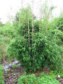 Fargesia murielae Standing Stone ® Bambus, 80/100cm, bildet keine 