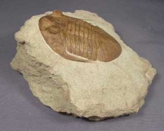   ordovician trilobites of the St. Petersburg region about 18 years