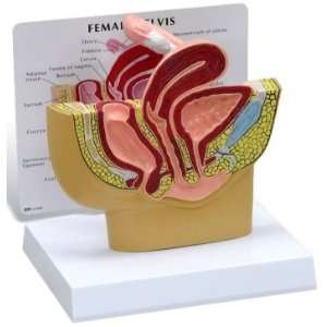 Basic Human Female Pelvis Section Anatomy Model #3500  