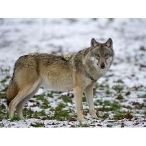  Gray Wolf (Grey Wolf), Canis Lupus, Wildlife Preserve 