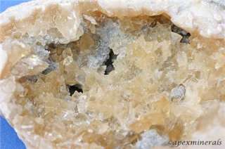 Calcite Clam Rucks Pit Ft. Drum Florida Fossil  