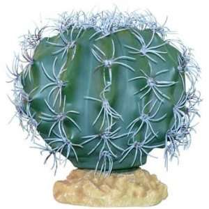  R Zilla Melon Cactus 9 Inch Desert Plant