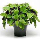Coleus Chocolate Mint Seeds*Yummy Color* Shade Plant  