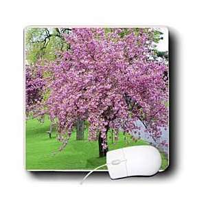  Florene Trees   Pink Cherry Blossom Tree On Green Grass 