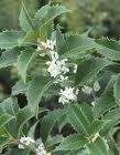Fortunes Fragrant Tea Olive shrub ( 1 to 2 year plants