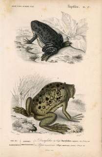 1849 ORBIGNY HC ENGRAV. 2/017 clawed frog, surinam toad  