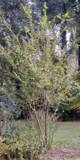 Dwarf Pomegranate Bonsai/Ornamental   Bulk Seed  